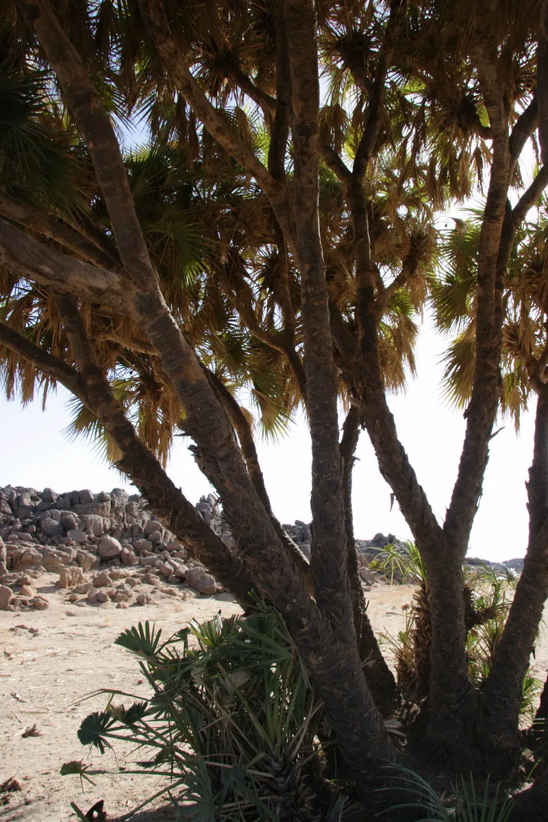 A doum palm in northern Sudan. Unlike the date palm, its trunk splits into branches.