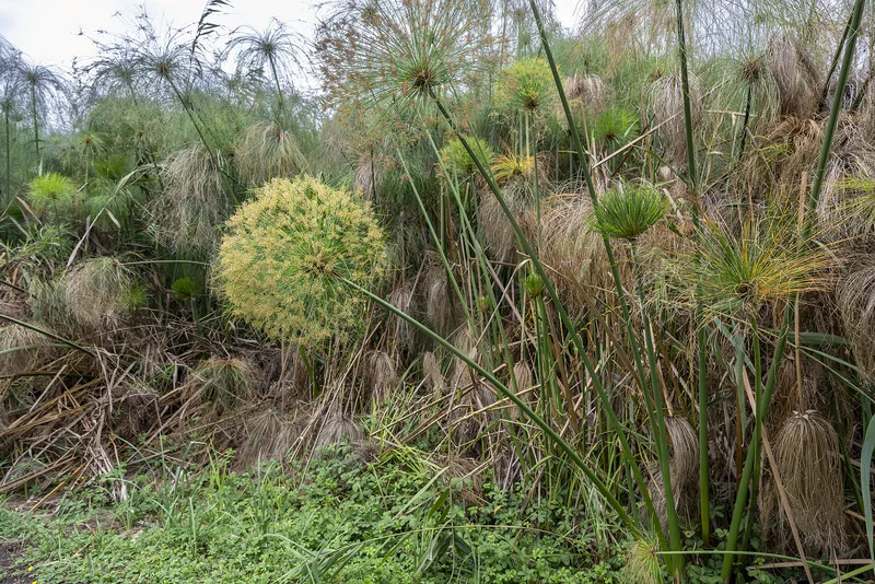 Papyrus growing wild by a river in Sicily. Egyptians tied its long stems into bundles to make boats.