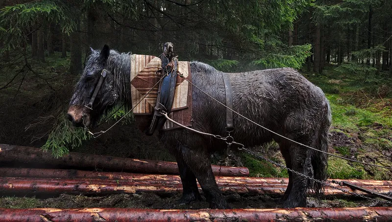 A draft horse pulling logs out of a forest in the Hautes Fagnes nature park, Belgium.