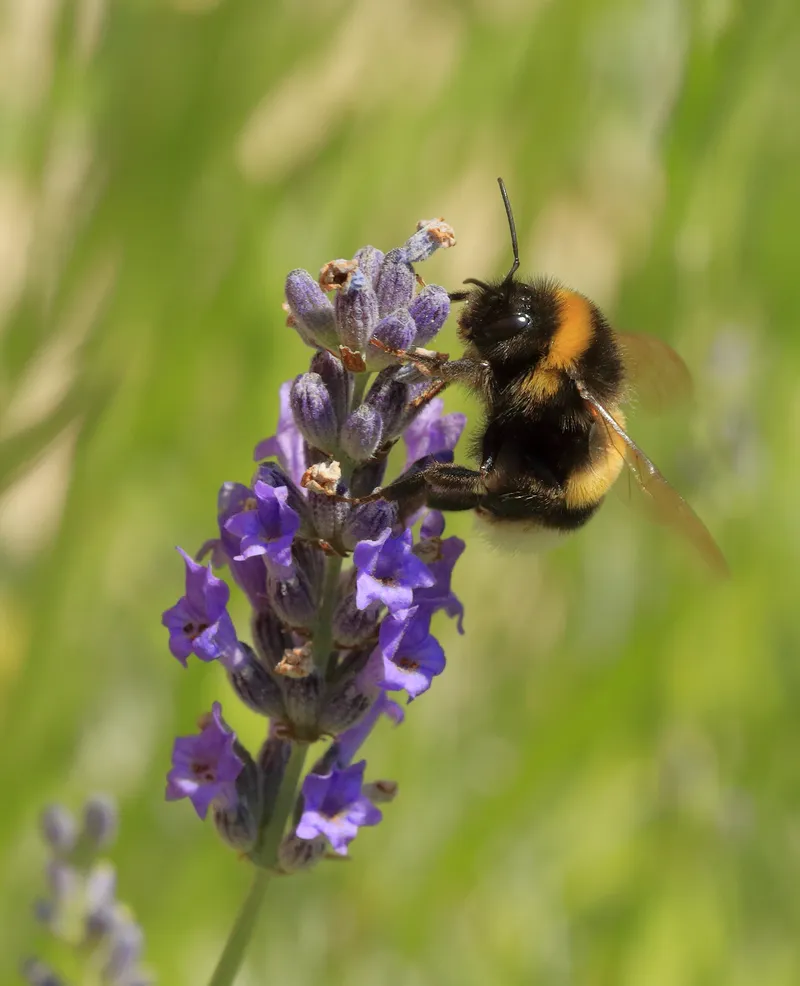 A bumblebee feeding on lavender.