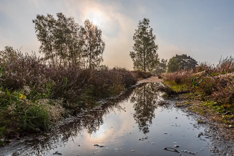 A quiet path through heathland and woods in Germany.