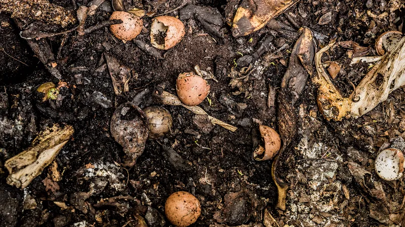 Food scraps ready to be composted and returned to the soil.