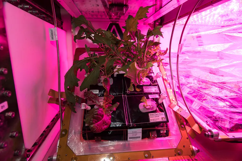 Lettuce growing under LEDs in NASA's Veggie system on the International Space Station.