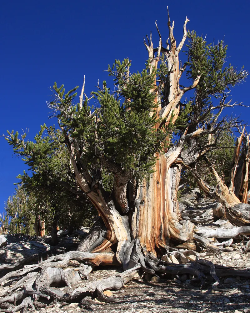 A Great Basin bristlecone pine in the mountains of the western United States. Some of these trees are nearly 5,000 years old.